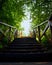 Path, road from darkness to light, blue sky, a wooden ladder among trees, summer nature