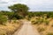 Path or road in the middle of the savanna of Tarangire National Park, in Tanzania, with yellow grass and trees