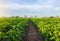 A path between rows of potato bushes in a farm field. Growing food vegetables. Olericulture. Agriculture farming on open ground.