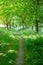 Path Running Through Beautiful Green Summer Woodland