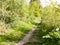 A path running through some bushes outside in the country on a b