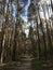 A path runs through tall trees running through a green forest in spring