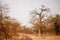 Path on sandy road. Wild life in Safari. Baobab and bush jungles in Senegal, Africa. Bandia Reserve. Hot, dry climate