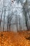 Path scenery in scary misty forest. Colorful landscape with foggy forest, orange foliage in fall. Fairy forest in autumn. Fall
