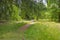 Path in a shadowy forest in sunlight