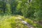 Path in a shadowy forest in sunlight