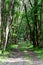 Path through shady summer forest