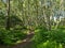 Path through Silver Birch woodland on the edge of Sherwood Forest