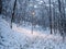 Path through the small snowy woods