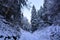 A path in the snowy forest