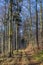 path with spectacular shadow in the Taunus forest near Glashuetten at the Feldberg area