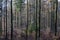 path with spectacular shadow in the Taunus forest near Glashuetten at the Feldberg area