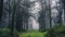 A path through a spooky, eerie commercial tree plantation forest. On a misty day.