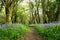 Path of Spring Bluebells