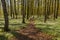 Path through the spring flowers in the beech forest - wood anemone, windflower, thimbleweed, smell fox - Anemone