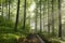 path through the spring forest on a sunny misty morning trail deciduous in sunshine foggy weather fresh green leaves branches of