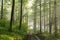 path through the spring forest on a sunny misty morning trail deciduous in sunshine foggy weather fresh green leaves branches of