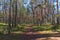 A path in the spring pine forest on the Baltic coast, bright sunny weather and young greenery.