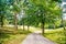 Path in spring or summer forest, nature. Road in wood landscape, environment. Footpath among green trees, ecology