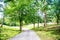 Path in spring or summer forest, nature. Road in wood landscape, environment. Footpath among green trees, ecology. Nature, environ