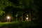 Path with street lamps in the forest at night