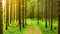 Path through Styrian forest in summer