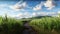 Path through sugarcane field with blue cloudy sky