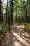 Path in summer forest