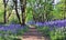 Path with Sun light casting shadows through Bluebell woods, Badby Woods Northamptonshire