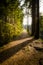 Path in the sunny bavarian forest