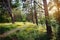 Path through sunny evergreen coniferous pine forest at sunrise.