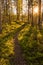 Path in sunny forest with light green blueberry twigs