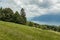 A Path Surrounded by dense green forest in Mont Pelerin, Switzerland. well-fed Swiss cows graze in green meadows. Mont Pelerin is