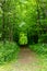 Path surrounded by trees showing the entrance for the woods