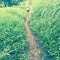 Path through tall grasses, Maui, Hawaii