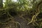 Path through the tangle trees