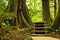 Path in temperate rainforest