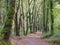 Path between the thick autumn flora, Mellid, La CoruÃ±a, Galicia, Spain, Europe