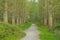 PAth thorugh a fresh green spring forest in the Flemish countryside
