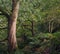 Path though dark green ancient dense forest with old twisted woodland trees and foliage