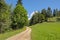 Path thourgh a mountain meadow with trees in the French Alps