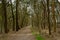 Path throug forest with bare trees and pines in Kalmthout heath