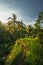 Path throught Indonesian Rice fields