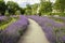 Path throw the purple park