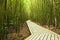 Path thru the bamboo forest