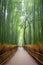 Path to bamboo forest, Arashiyama, Kyoto, Japan