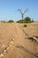 Path to the Beach, with dead tree