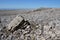 Path to the Ben Nevis summit