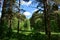 The path to the fluffy pine forest tall coniferous trees.Green grass. Mixed array. Young leaves