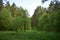 The path to the fluffy pine forest tall coniferous trees.Green grass. Mixed array. Young leaves